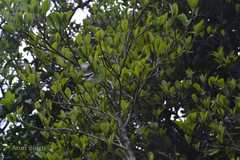 Erythroxylum obtusifolium